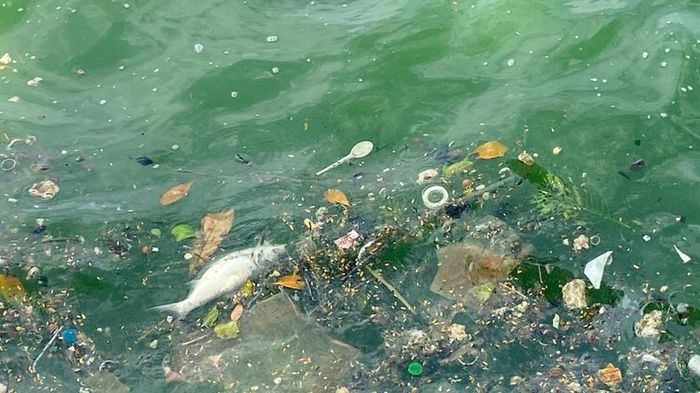 Cá chết lẫn rác nổi trên mặt hồ...