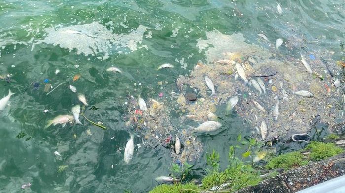 Mùi hôi tanh bốc lên nồng nặc trong những ngày nắng và ít gió.
