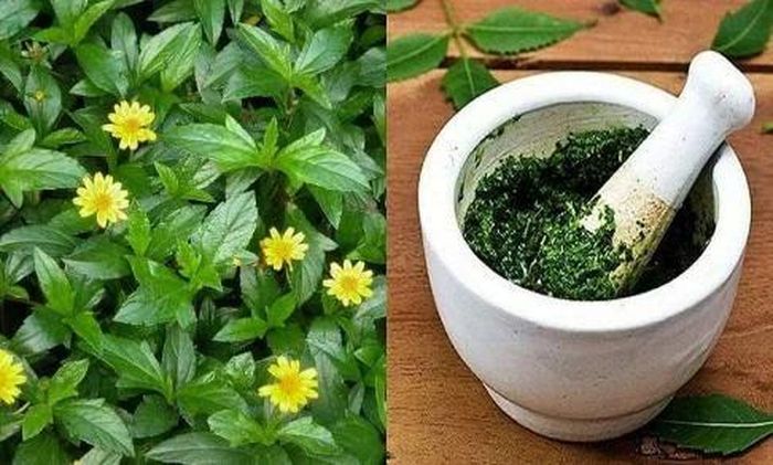  Sài đất giã nát lấy nước uống, bã đắp lên vùng da tổn thương giúp giảm triệu chứng viêm da cơ địa. 
