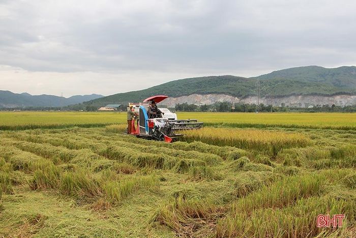 Bà con xã Vượng Lộc thu hoạch lúa hè thu.