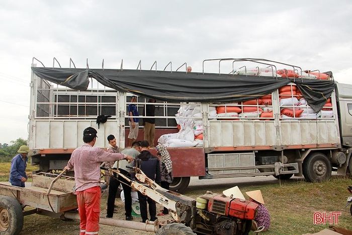 Thương lái thu mua lúa ngay tận chân ruộng.