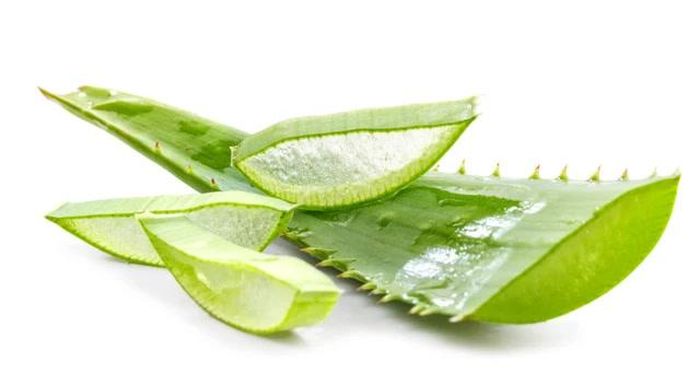  Lô hội có tác dụng thông tiện hỗ trợ trị táo bón. 