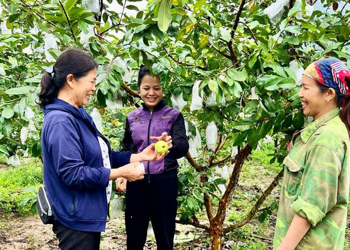 Bà Hoàng Thị Dung (ngoài cùng bên trái) cùng người dân trao đổi kinh nghiệm trồng ổi VietGAP. Ảnh: Sơn Lâm.