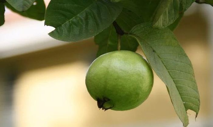 Lá ổi là thảo dược hữu ích với người bị thừa cân, tiểu đường và có bệnh lý tim mạch.