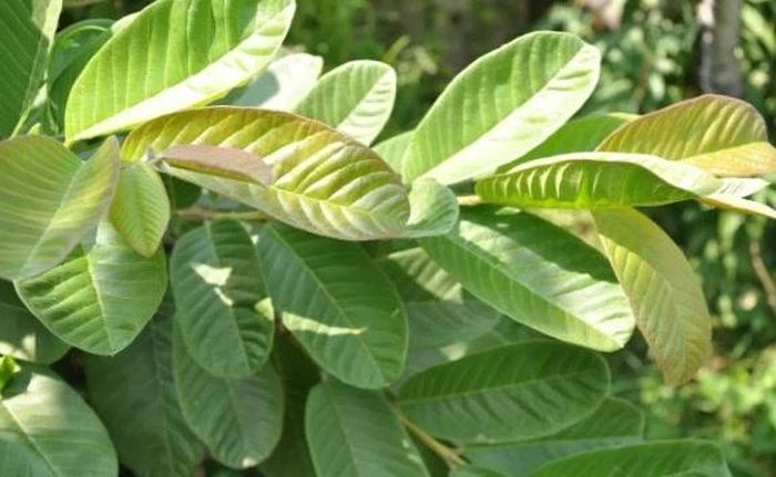 Trà lá ổi hỗ trợ giảm nguy cơ gây béo phì, dẫn đến các bệnh về tim mạch và đột quỵ.