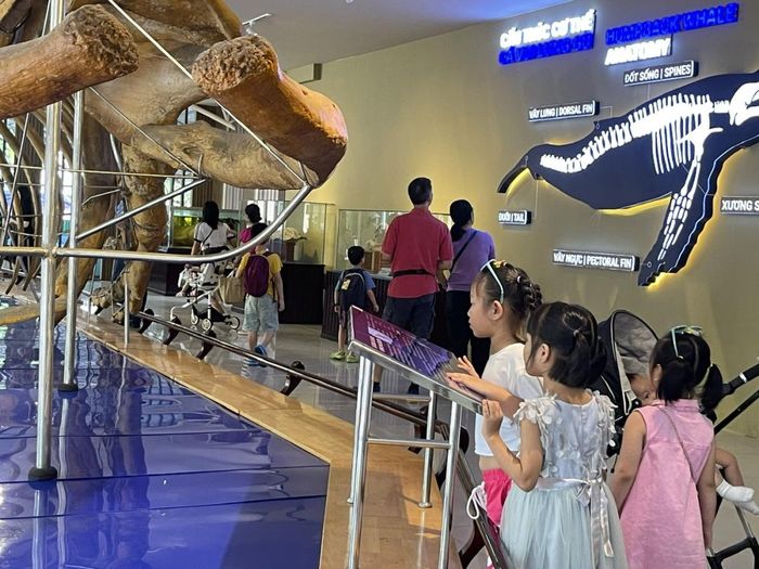 Du khách nhí tìm hiểu về bộ xương cá voi lưng gù trưng bày tại Bảo tàng Hải dương học 