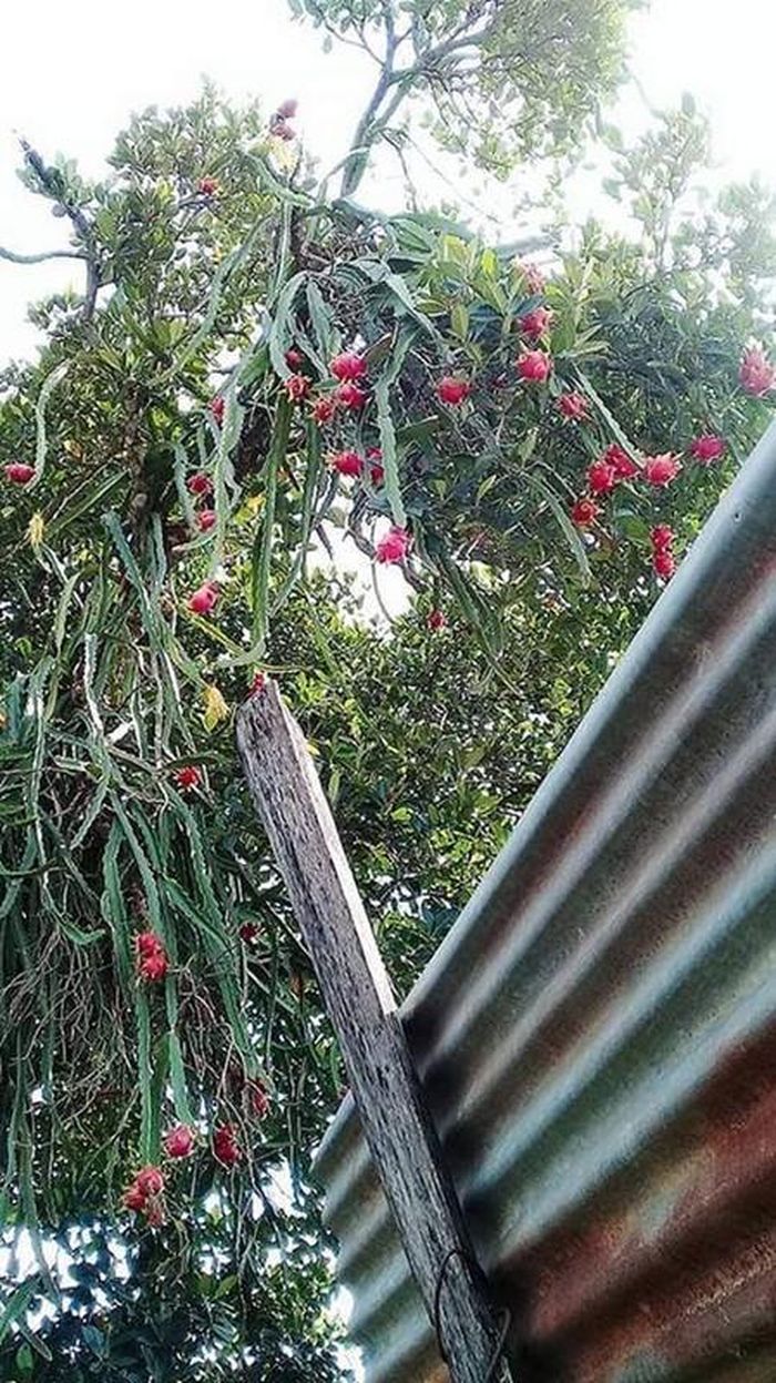 Cách đây vài năm, mạng xã hội cũng xôn xao trước cây thanh long trĩu quả nhưng bám trên cây mít.