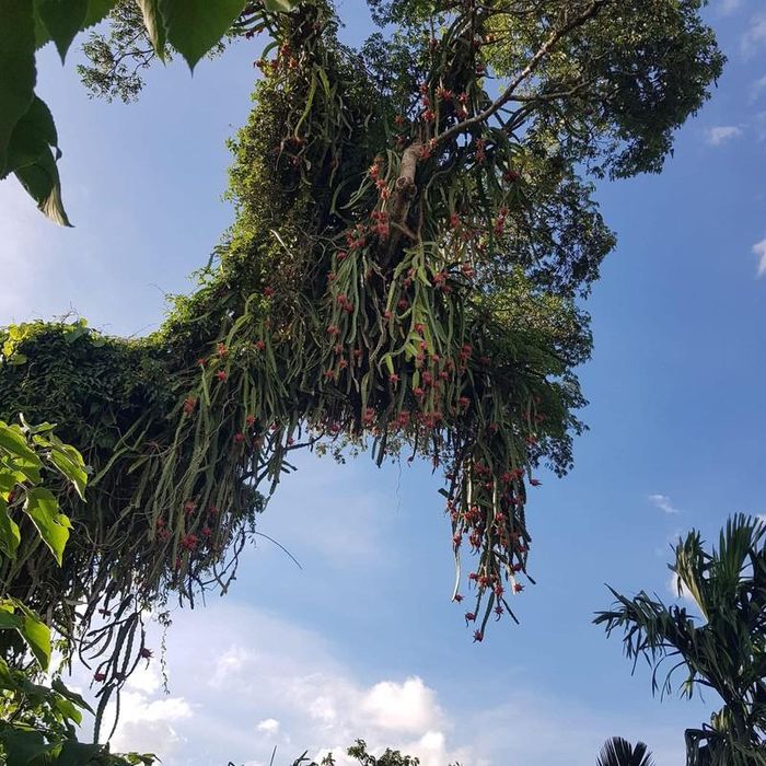 Ai cũng ngạc nhiên bởi cây thanh long to vật vã, chi chít quả.