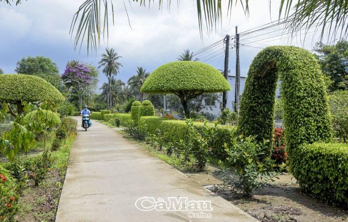 Những cây xanh được người dân trồng, cắt tỉa cẩn thận làm hàng rào bao quanh nhà, nhìn rất đẹp mắt. (Ảnh chụp tại xã Khánh Bình Tây Bắc, huyện Trần Văn Thời).
