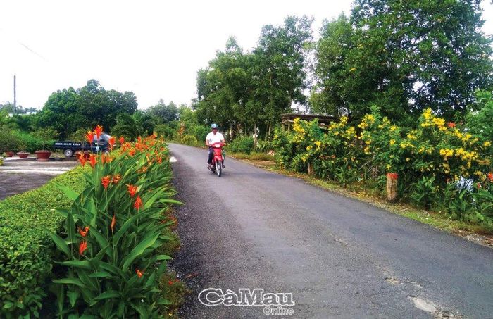 Ðường nông thôn xã Hòa Thành, TP Cà Mau rực rỡ sắc hoa.