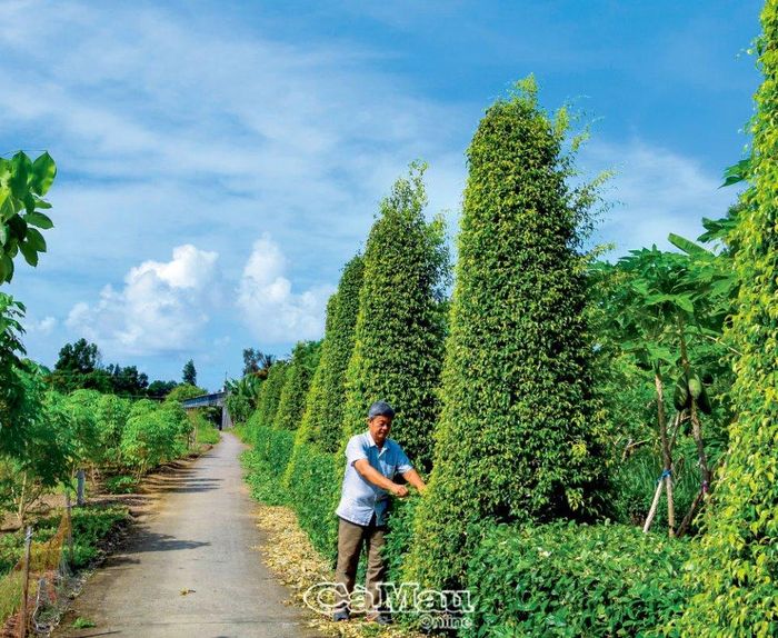 Hàng rào hơn 10 năm tuổi của hộ dân tại Ấp 8, xã Khánh Hội, huyện U Minh.