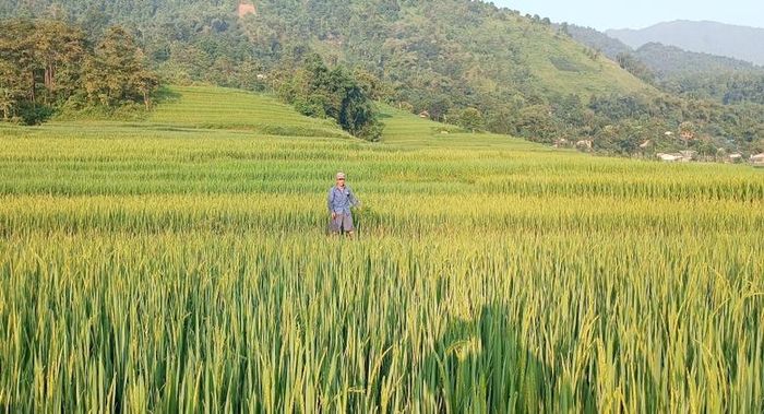  Nông dân vùng thấp thăm đồng kiểm tra đồng ruộng. 