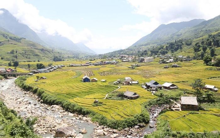  Các cánh đồng lúa vùng cao đã chín vàng. 