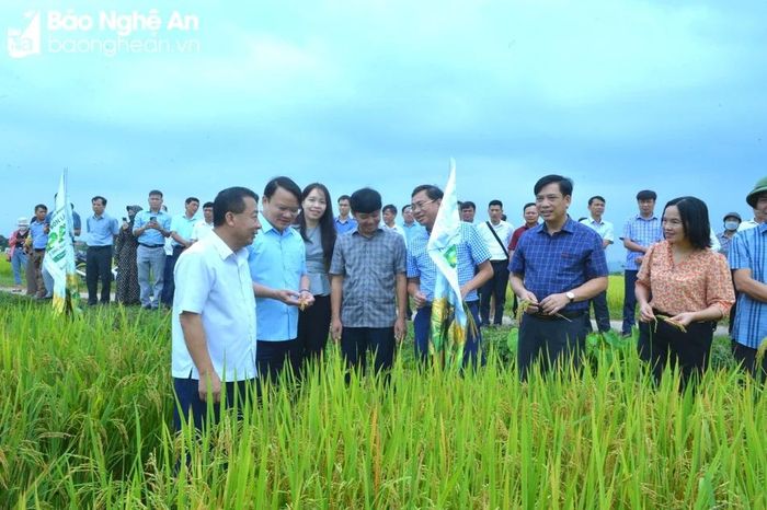  Các đại biểu tham quan mô hình lúa sử dụng phân bón hữu cơ Nano Canxi Silic PAN tại xã Lạc Sơn, Đô Lương. Ảnh: Văn Trường 