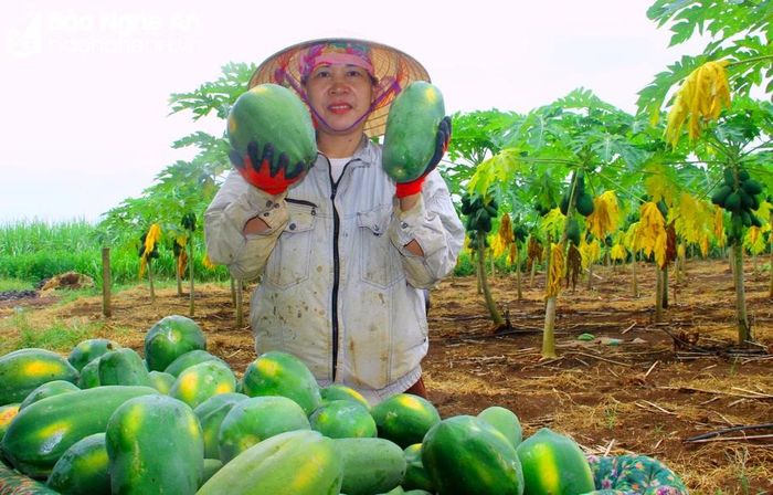  Người dân phấn khởi vì đu đủ được giá, hái bao nhiêu đều được thu mua đến đấy. Ảnh: Quang An 