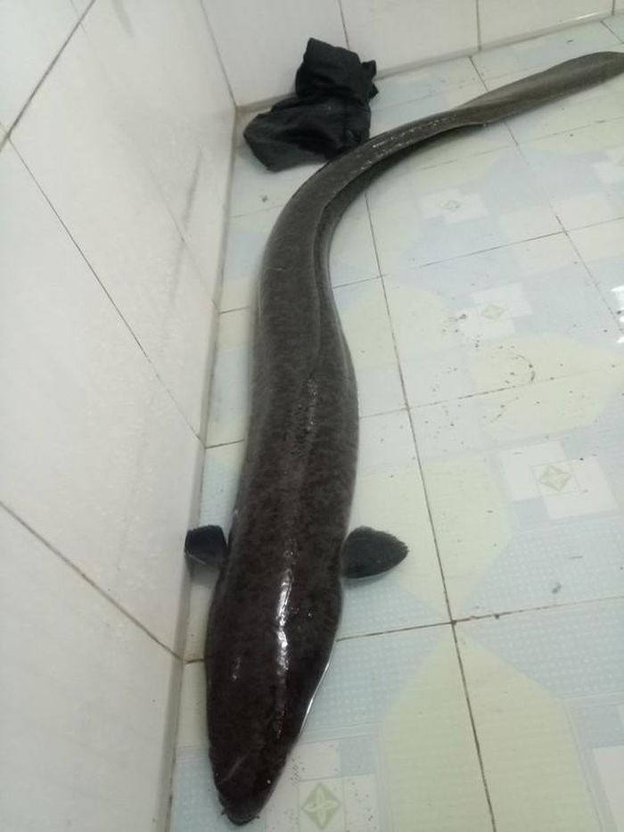 Cá lệch có phần thân dài, đầu nhọn và có râu trông như cá trê. Ảnh: Người lao động