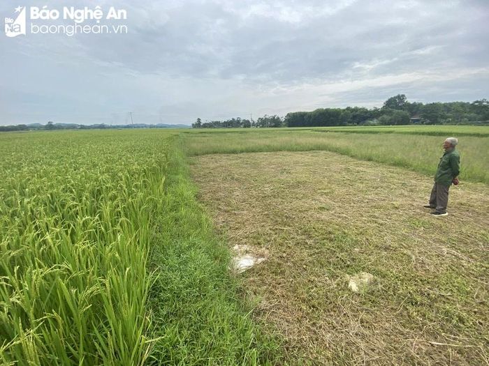  Thửa ruộng không thể canh tác mấy vụ qua. Ảnh: Hiến Tùng 