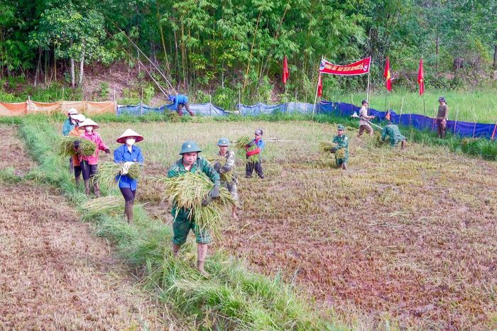 Vận chuyển lúa đến nơi tập kết. Ảnh: Võ Tiến