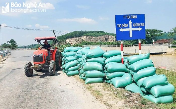  Rất nhiều thương lái đổ về các vùng đồng để thu mua lúa tươi. Ảnh: Thanh Phúc 