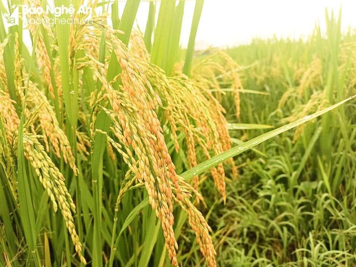 Vụ hè thu năm nay, người dân chủ yếu gieo cấy giống lúa Khang Dân 18, ngắn ngày, chống chịu sâu bệnh tốt, năng suất song phẩm cấp gạo trung bình. Hiện, giá lúa Khang Dân đang được các thương lái thu mua với giá 6.300 - 6.500 đồng/kg. Ảnh: Thanh Phúc 