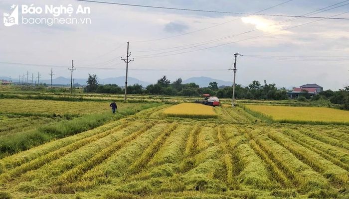  Hiện, các địa phương đang rộ vụ thu hoạch lúa hè thu, dự kiến đến khoảng ngày 15-20/9 là hoàn tất. Ảnh: Thanh Phúc 