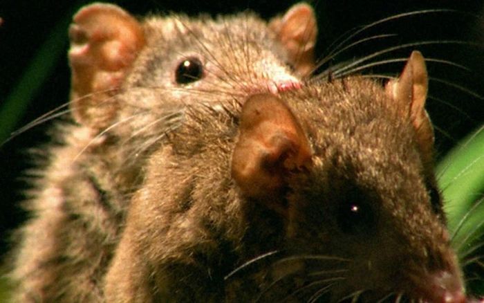 5. Thú túi Antechinus: Là một trong những loài động vật sẵn sàng hy sinh cả tính mạng để sinh con, thú túi Antechinus đực có thời gian ngắn để giao phối trước khi ngừng sản xuất tinh trùng. Sau cuộc giao phối, chúng suy giảm hệ miễn dịch, rụng lông, chảy máu bên trong và cuối cùng chết.