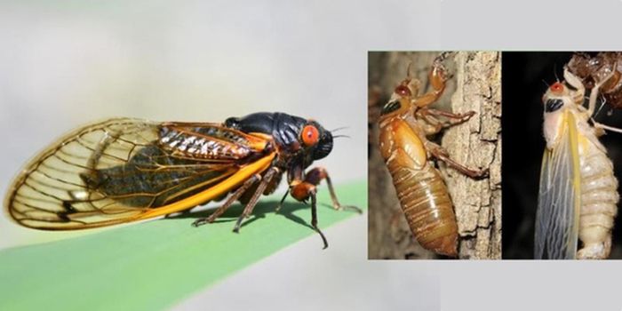3. Ve sầu: Ve sầu sống dưới lòng đất trong nhiều năm trước khi trưởng thành. Sau khi trưởng thành, chúng sống chỉ trong vòng vài tuần để giao phối và đẻ trứng trước khi chết.