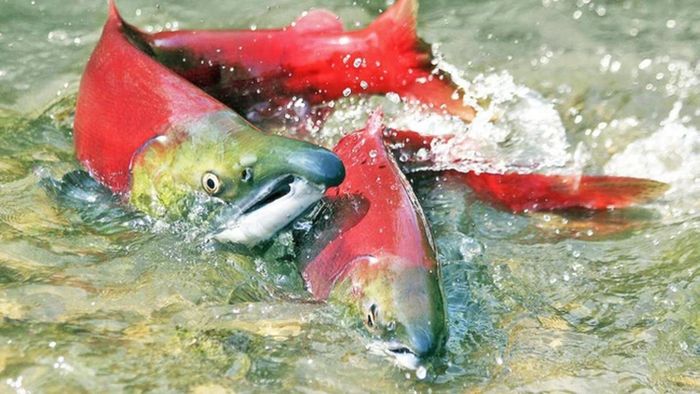1. Cá hồi Thái Bình Dương: Cá hồi Thái Bình Dương đều chết sau khi đến nơi đẻ trứng vì chúng phải chịu đựng hành trình ngược dòng nước đầy gian khổ.