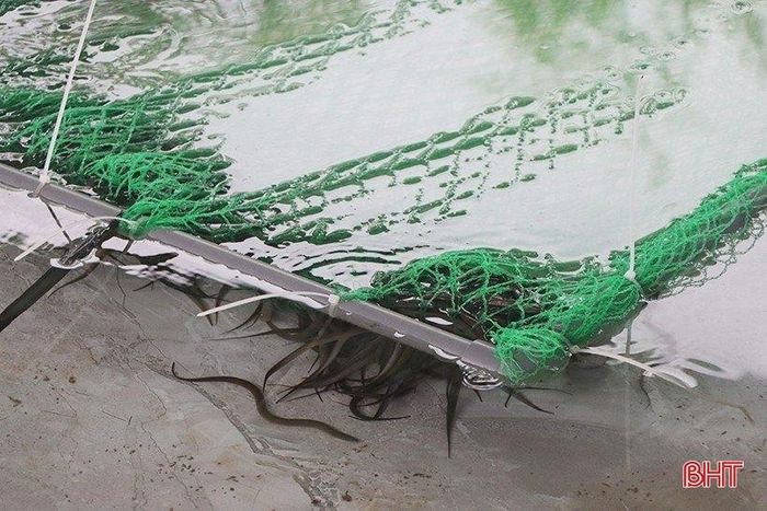 Anh Nguyễn Văn Phước đang nghiên cứu để chủ động nguồn giống tại chỗ thay vì nhập lươn giống từ tỉnh Phú Yên về với giá cao.