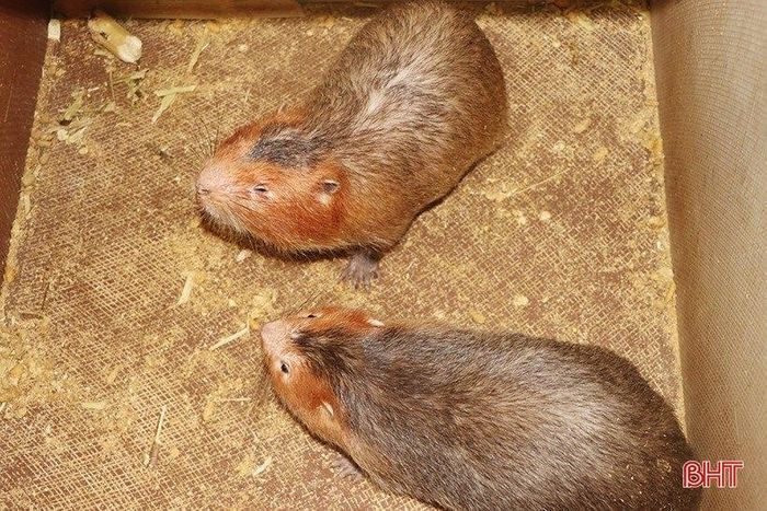 Hiện nay, dúi thịt có giá 500.000 đồng/kg, dúi giống được bán với giá 2,2 triệu đồng/kg.