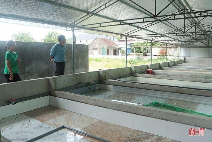Nuôi lươn không bùn là hướng đi của nhiều hộ gia đình ở xã Cẩm Trung.