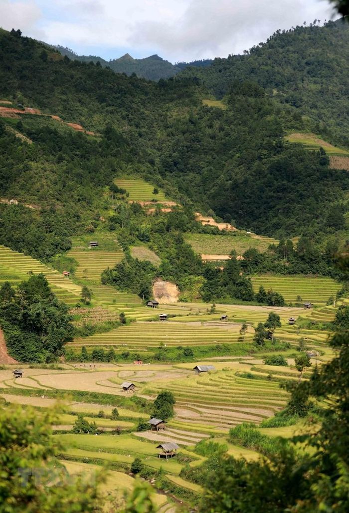 330 ha diện tích ruộng bậc thang của 3 xã La Pán Tẩn, Chế Cu Nha, Dế Xu Phình (Mù Cang Chải) đã được Bộ VH TT&amp;DL xếp hạng là Di tích Quốc gia. (Ảnh: Nhật Anh/TTXVN)