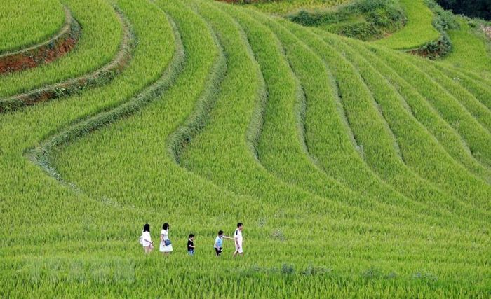 Đồi Mâm Xôi là địa điểm nổi tiếng nhất xã La Pán Tẩn ở Mù Cang Chải. (Ảnh: Nhật Anh/TTXVN)
