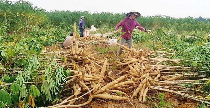 Thu hoạch sắn tránh lũ
