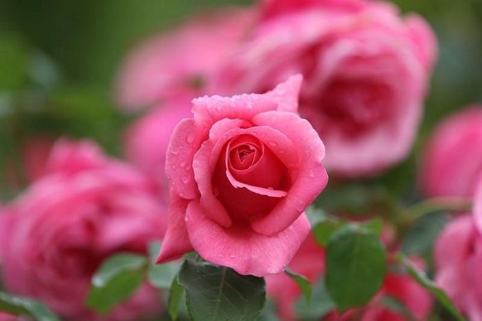 Những người sinh vào tháng 9 Âm lịch thường rất giỏi giao tiếp và có thể thiết lập những mối quan hệ sâu sắc. (Ảnh Pixabay)