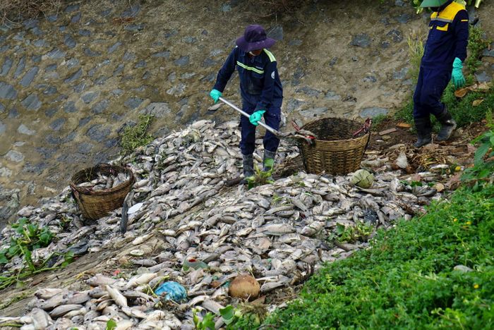 Tại kênh Đa Cô, cá chết phần lớn là rô phi, mỗi con có trọng lượng khoảng 0,3 đến 0,5 kg, bốc mùi hôi nồng nặc. Tại khu vực cống ở đường Chơn Tâm 6 và Trần Triệu Luật, xác cá tấp về xếp lớp dày, hàng chục công nhân tập trung trục vớt đưa đi xử lý.