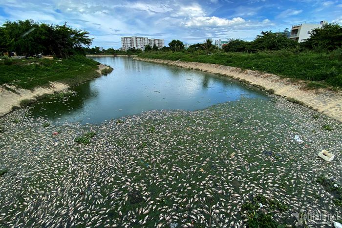 Khu vực miệng cống ở đường Chơn Tâm 6, xác cá dạt về dày đặc