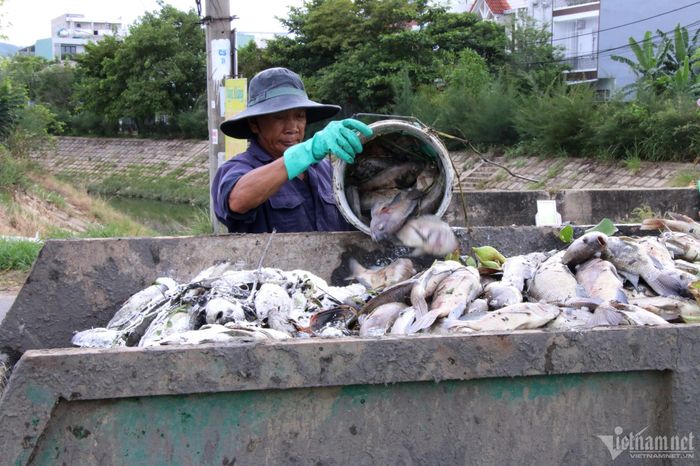 Trước đó, vào cuối tháng 7, sau cơn mua đầu mùa, kênh này cũng xảy ra tình trạng cá chết hàng loạt
