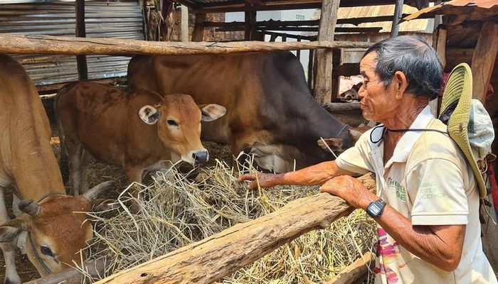 Người dân làng Groi (xã Kon Thụp, huyện Mang Yang) phát triển chăn nuôi để tăng thu nhập. Ảnh: Nguyễn Diệp