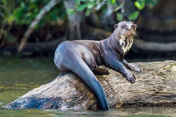Rái cá lớn hay rái cá khổng lồ có thể dài hơn 2m và nặng khoảng 45kg. Đây là loài chuyên ăn cá, nhưng khi có cơ hội thì chúng sẵn sàng giết chết các loài thú có vú nhỏ hoặc thậm chí là cả cá sấu chưa trưởng thành.