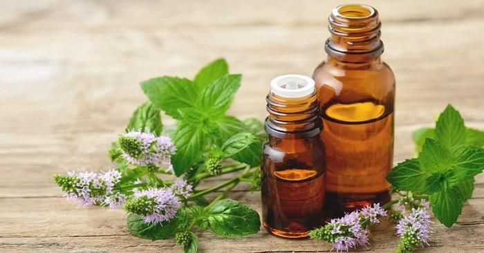 Tinh dầu bạc hà thường được sử dụng phổ biến để giảm nghẹt mũi và ho (Ảnh: Internet)