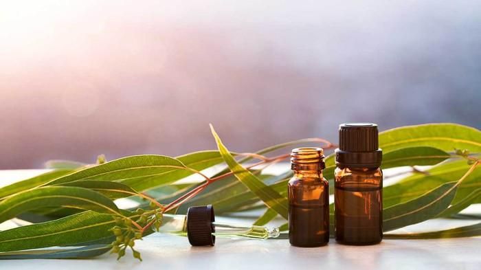 Bạch đàn có tác dụng kháng khuẩn và có thể chống lại vi khuẩn gây bệnh cũng như có thể giúp giảm viêm, giảm đau và giảm căng cơ do cảm lạnh hoặc cúm (Ảnh: Internet)