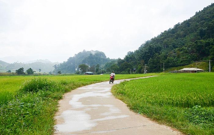 Nương theo con đường bê tông vào các bản là màu xanh mướt mắt của cánh đồng lúa đang trỗ bông.