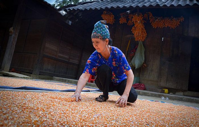 Ngô là một trong những cây trồng chủ lực giúp người dân Na Ư ổn định cuộc sống.