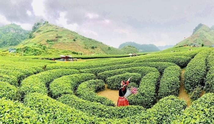 Du khách sẽ có cơ hội check in bên đồi chè cùng những bộ váy dân tộc độc đáo 