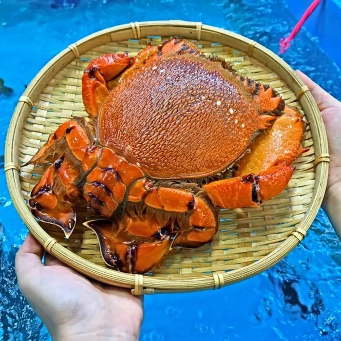 Cua Việt giá chục triệu 1 con, dân thi nhau mua có gì độc?