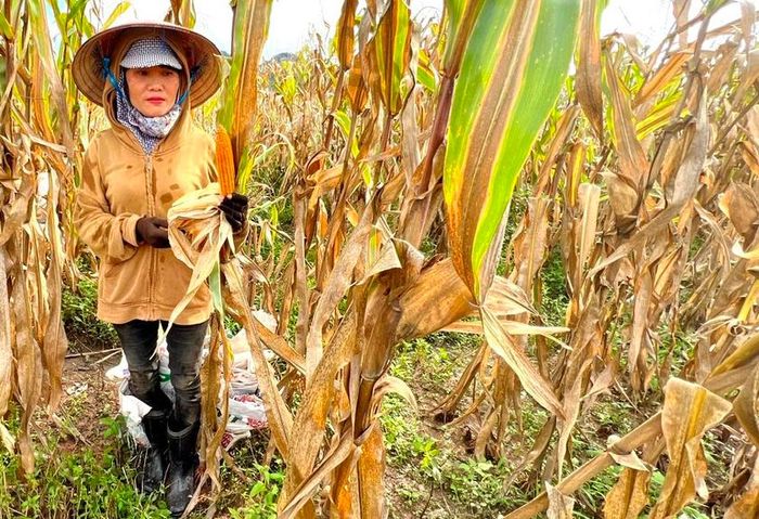 Chị Chu Thị Tuyết (thôn 6, xã Ia Piơr) buồn vì bắp mất mùa, mất giá. Ảnh: H.T