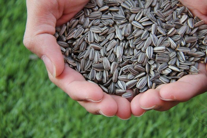 Hạt hướng dương rất giàu protein thực vật và vitamin E, dưỡng chất tốt cho tóc.