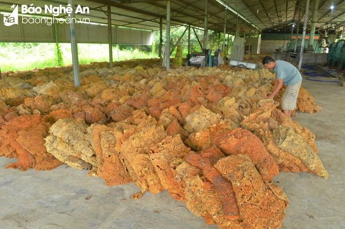  Nguyên liệu cao su sơ chế đang tồn kho khá nhiều tại cơ sở chế biến cao su của Công ty CP Nông nghiệp Sông Con, huyện Tân Kỳ. Ảnh: Văn Trường 