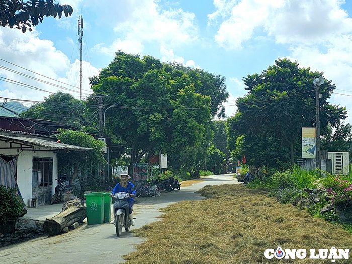 Người dân phơi rơm rạ ra chiếm gần hết mặt đường 